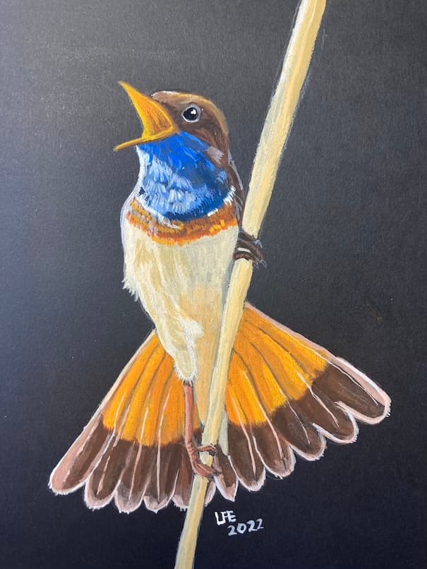 Bluethroat