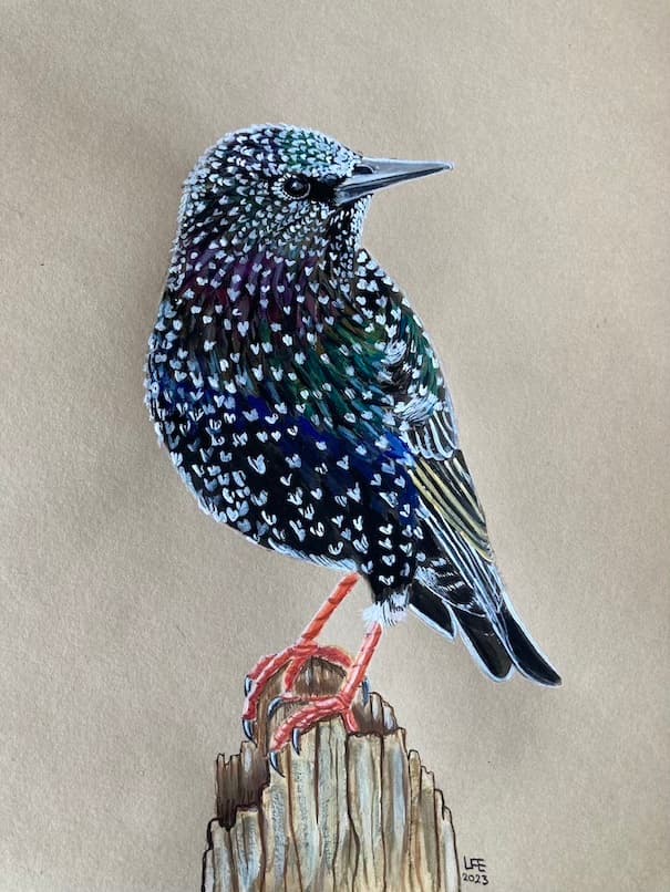 Starling