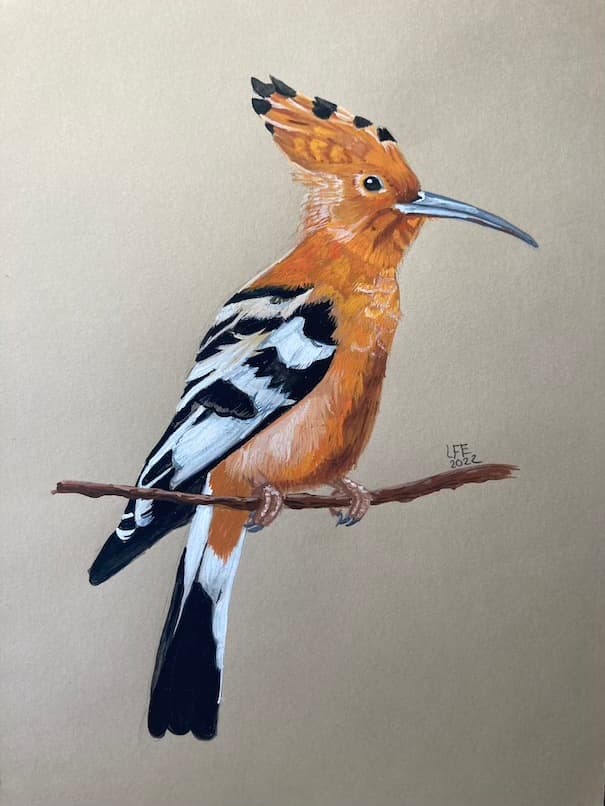 Hoopoe