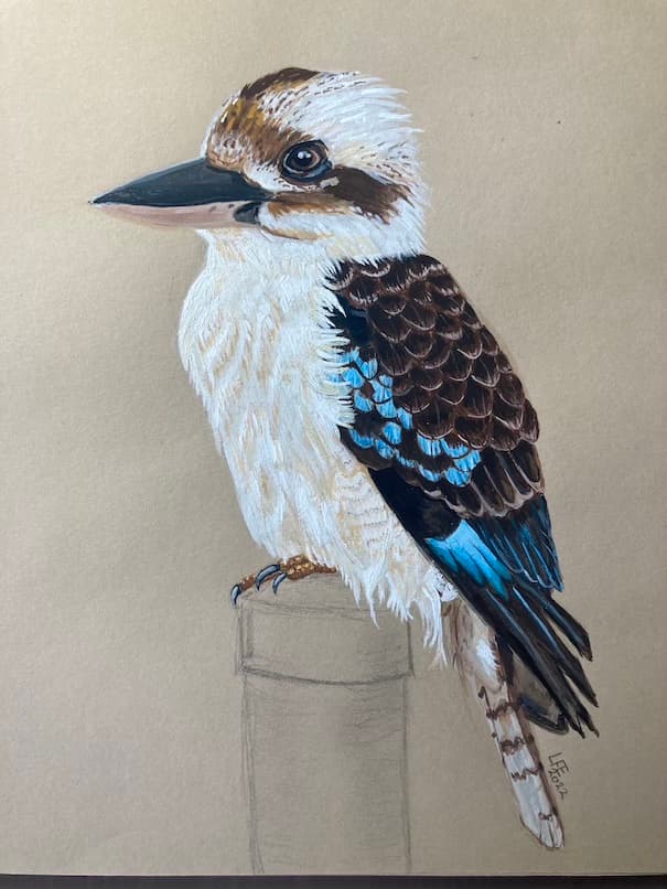 Kookaburra